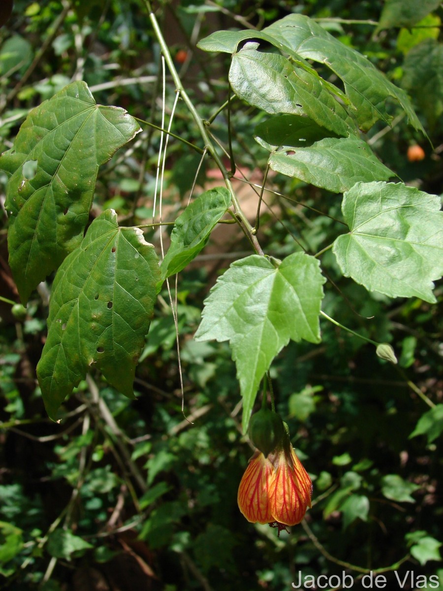 Callianthe picta (Gillies ex Hook. & Arn.) Donnell